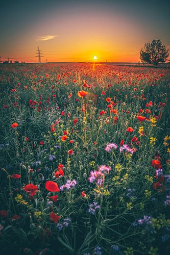 Bloemenweide. Deze mooie klaprozenrots ligt in de zonsondergang