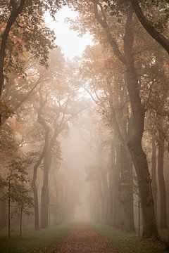 Mistige laan met bomen in het herfstbos van Bianca de Haan