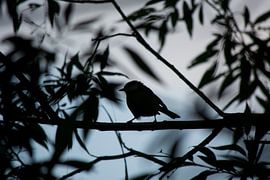 Silhouette by Michael van Eijk