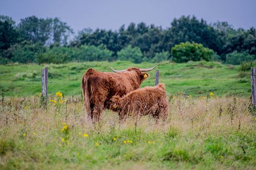 schotse hooglander met kalf