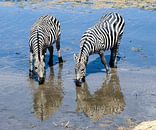 Zebra's in reflectie van Karin Mooren thumbnail