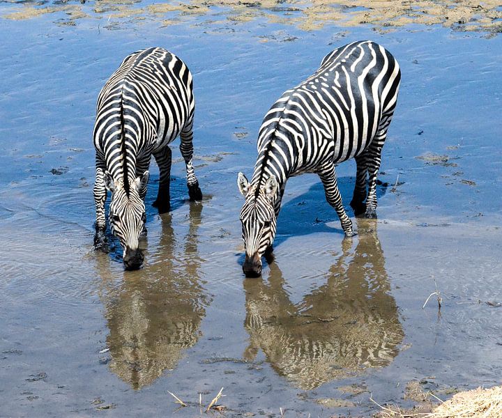 Zebra's in reflectie van Karin Mooren