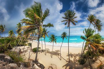 Lonely beach with palm trees on Barbados in the Caribbean.
