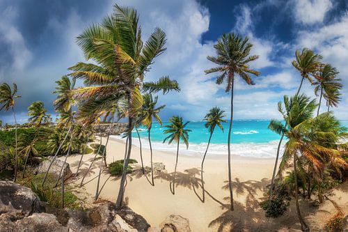 Eenzaam strand met palmbomen op Barbados in het Caribisch gebied.
