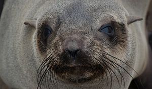 Schnauze eines Südafrikanischer Seebär am Cape Cross, Namibia