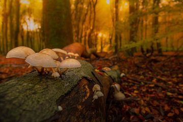 Herfstkleuren van Andy Luberti