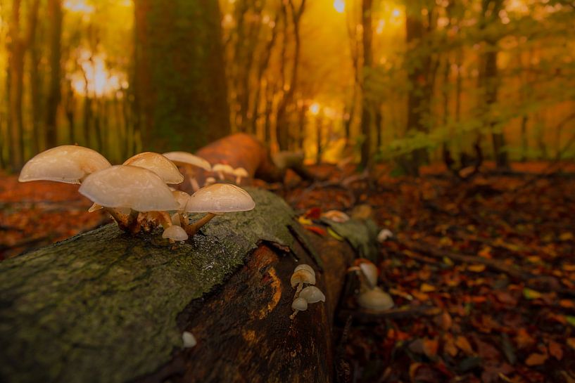 Couleurs d'automne par Andy Luberti