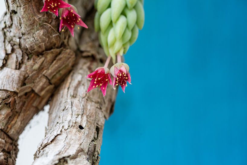 Cactus flower by Ben Bolwerk