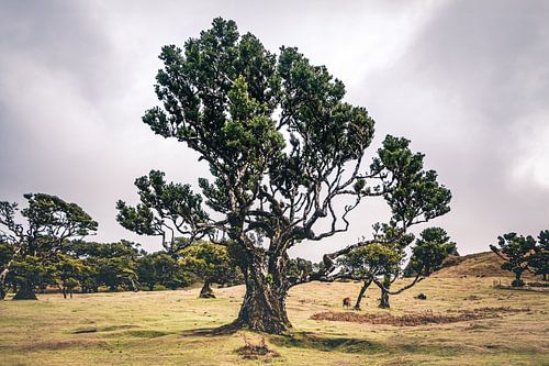Märchenbaum im Urwald von Fanal II | Madeira | Landschaft