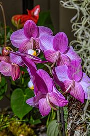 Violet Elegance by Photoart-Naegele