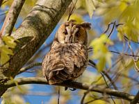 Le hibou des marais regarde en arrière