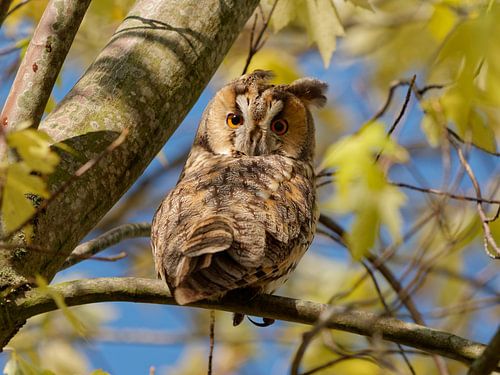 Waldohreule blickt zurück