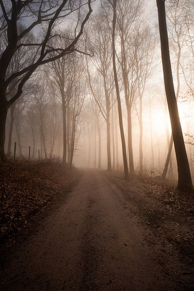 Hohenstein forest7 by Lorant Petrik