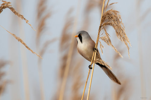 Baardmannetje van Ruben Evers