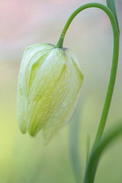 Witte kievitsbloem met achtergrond in pastelkleuren van Angelique Koops