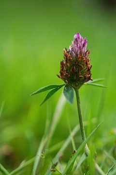 Floraison &amp ; Transition