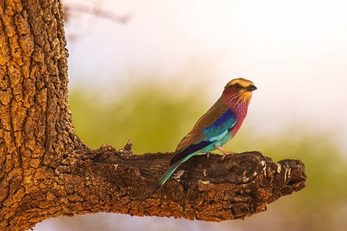 Fork-tailed warbler in Tanzania