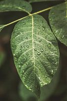 Blad. Regendruppels. Fine art fotografie. Groen