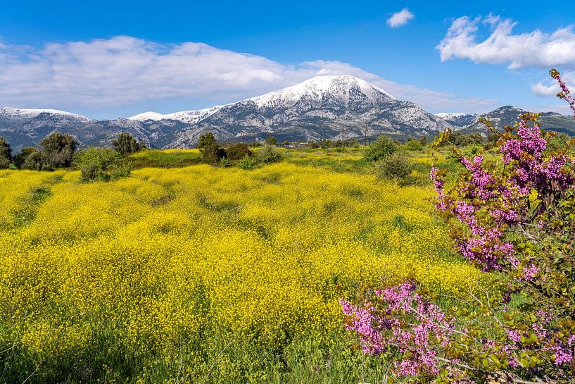 Frühlingsblüte in Griechenland von Peter Schickert
