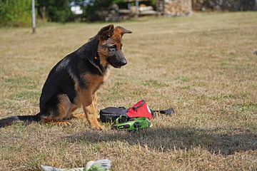 Schapenhond (puppy) op het honden trainingsveld