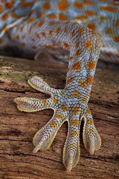 Tokay Gecko (Gekko gecko) by Ronald Pol