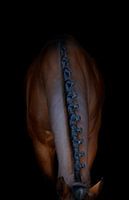 Elegant horse