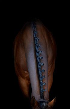 Elegant horse van Lisa Hollak
