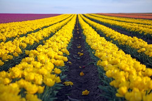 Tulpenveld