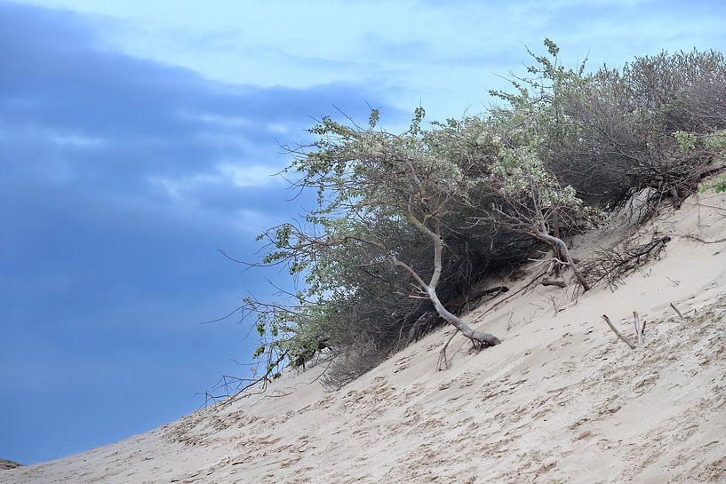 dunes on dunes by Micky Bish