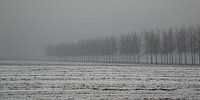 Nebel im Polder