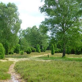 Lüneburg Heath landscape in summer van Gerold Dudziak