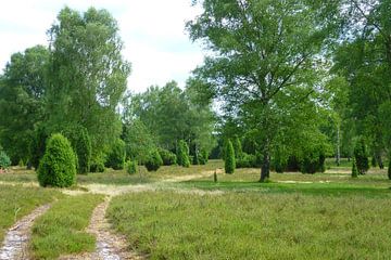 Lüneburg Heath landscape in summer by Gerold Dudziak