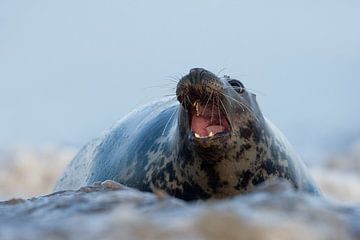 Grey Seal in the surf by Jeroen Stel