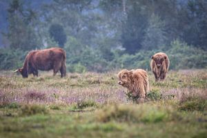 Veau écossais Highlander