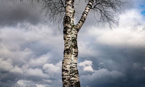 birch against a looming cloud cover