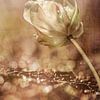 Tulipe. Avec grâce. sur Alie Ekkelenkamp