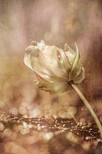 Tulpe. Anmutig.