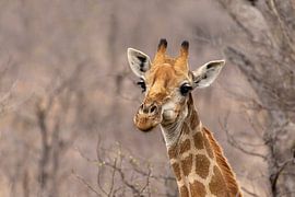 Giraffe von Martin van der Kruijk