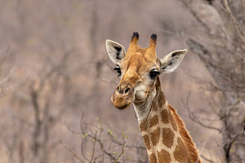 Girafe