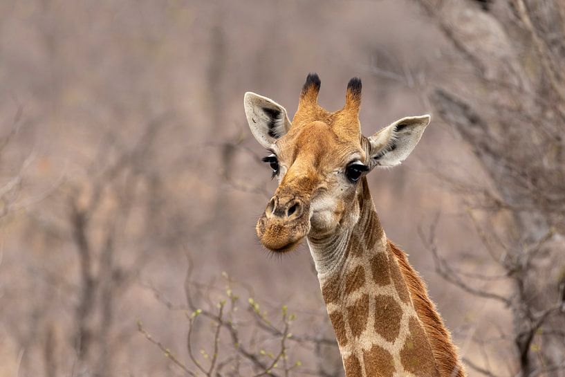 Giraffe van Martin van der Kruijk