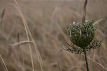 Korenveld - Cornfield