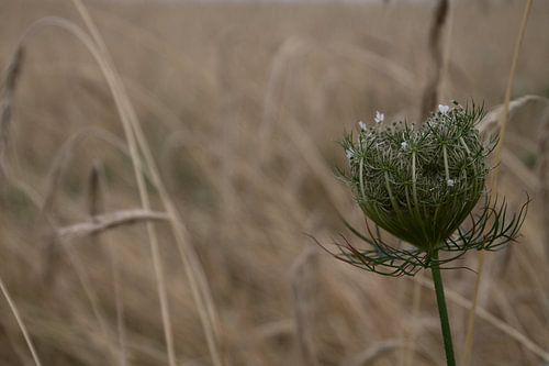 Korenveld - Cornfield