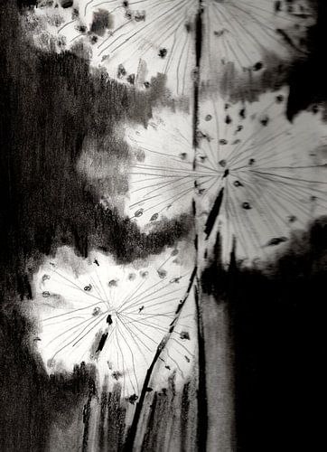 Potloodtekening in zwartwit van uitgebloeide alium