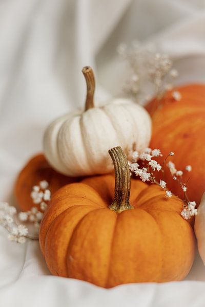 Pumpkins by Melanie Schat