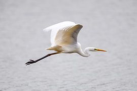 Great White Egret in flight