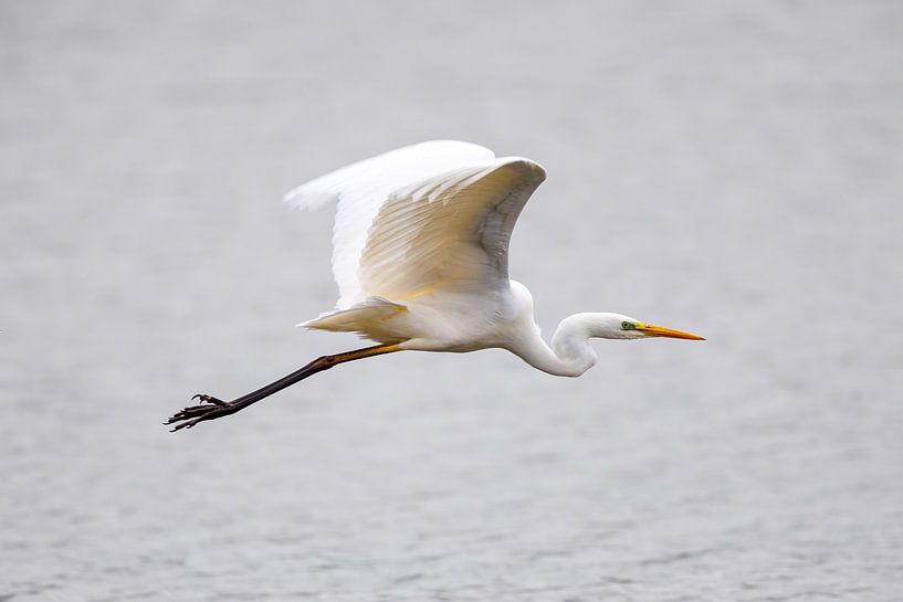 Silberreiher im flug von Roland Brack