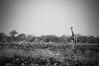 Giraffes running among the burnt grass