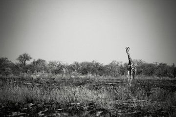 Giraffen lopend tussen het afgebrande gras van Eline Sieben