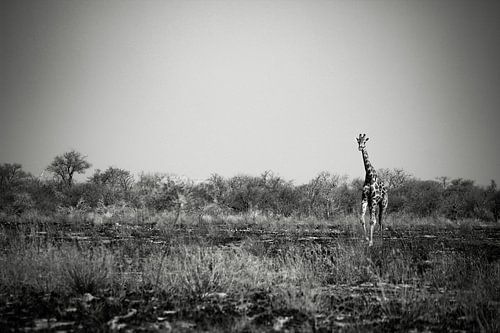 Giraffen lopend tussen het afgebrande gras