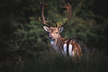 Beautiful large Fallow deer in the forest looking at the camera